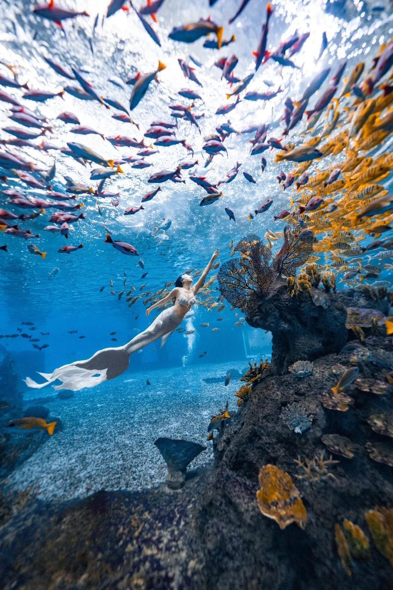 海外海洋潜水挑战赛，探索深海生态奇观的简单介绍